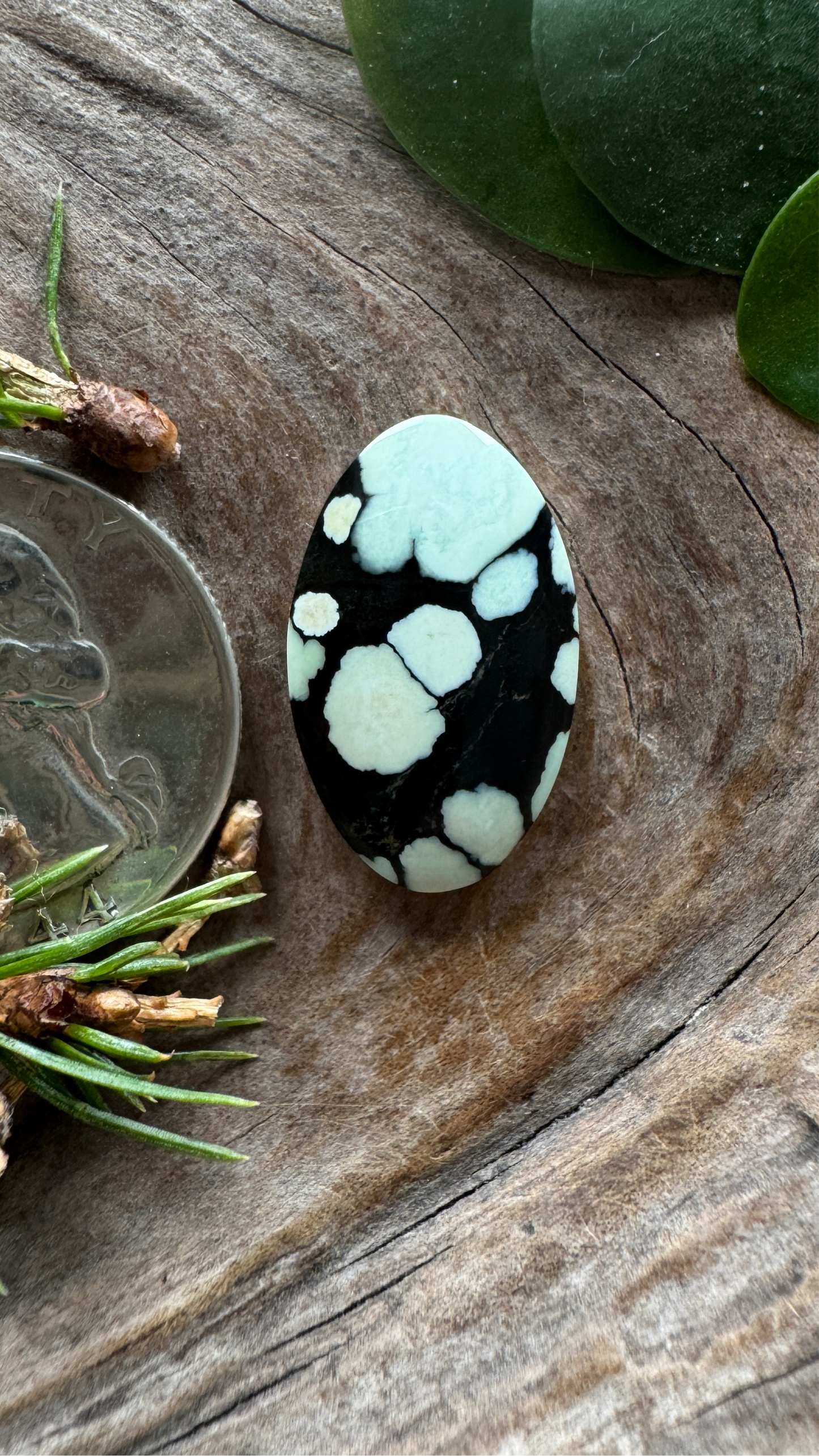 Desert Bloom Variscite - Top shelf natural black host