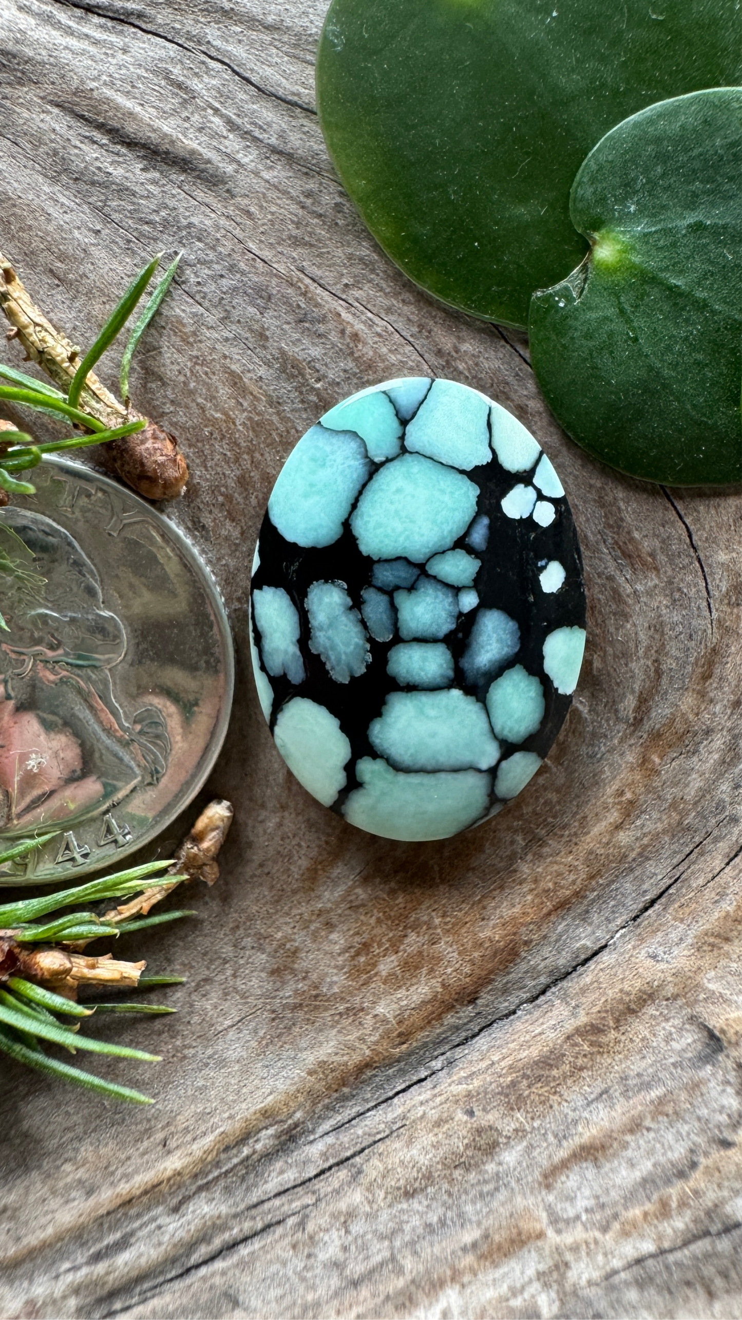 Desert Bloom Variscite - Top shelf natural black host