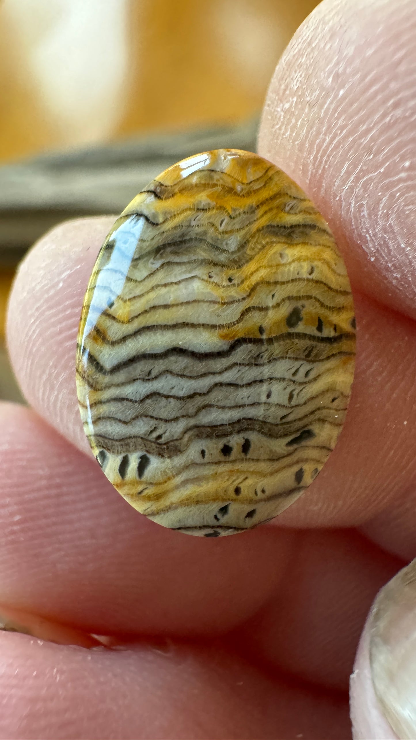 Hells Canyon Petrified Wood Ringer - Oregon - rare