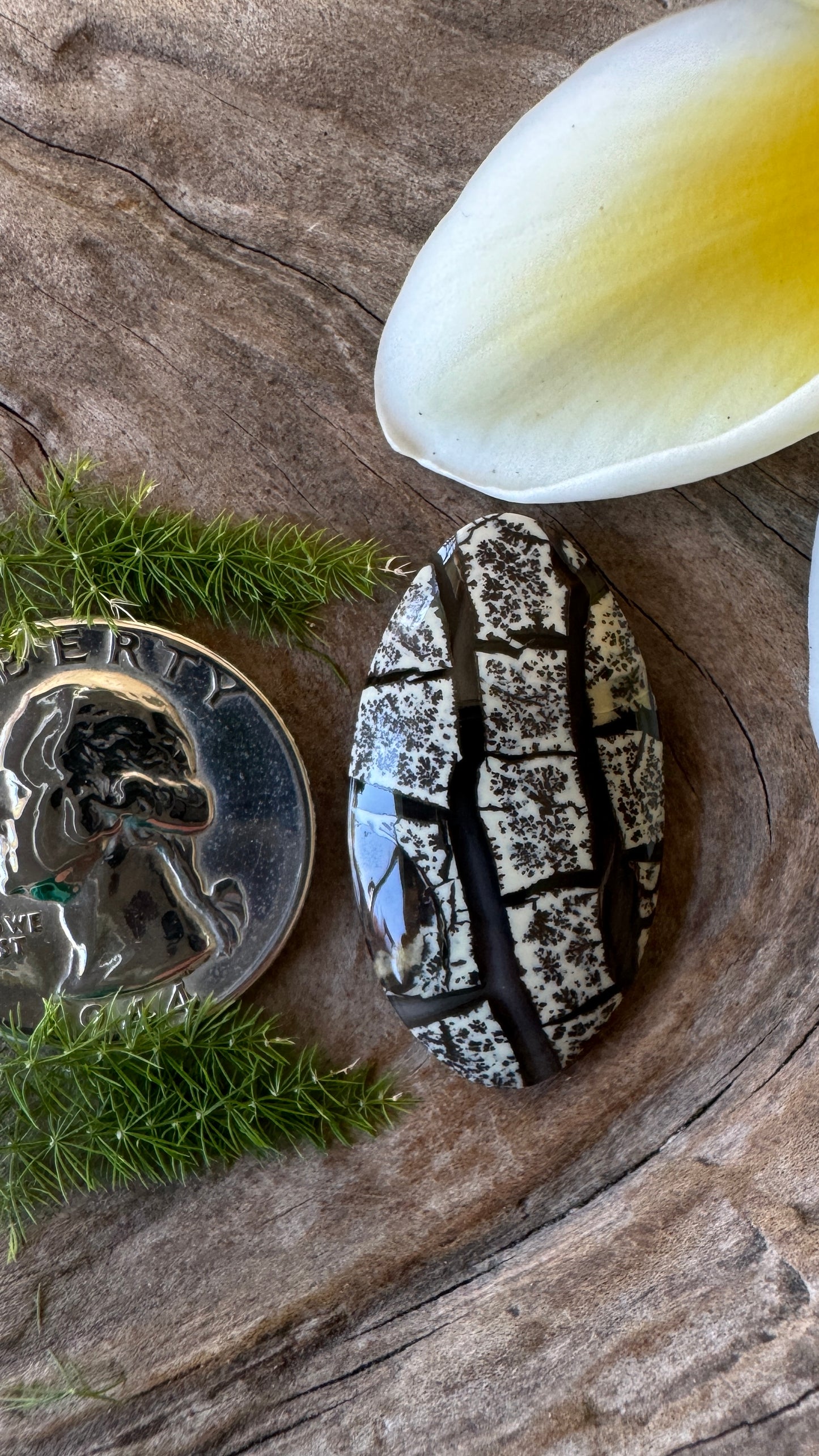 Bonsai Stone - Wyoming