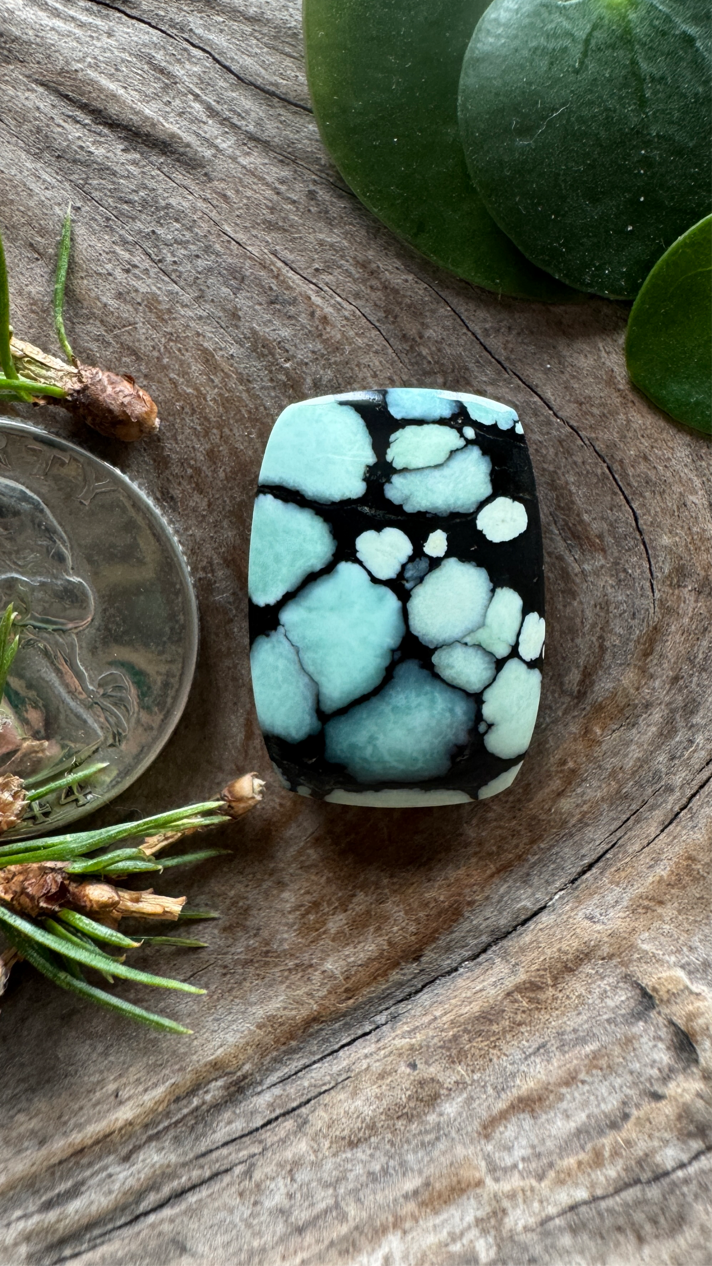 Desert Bloom Variscite - Top shelf natural black host
