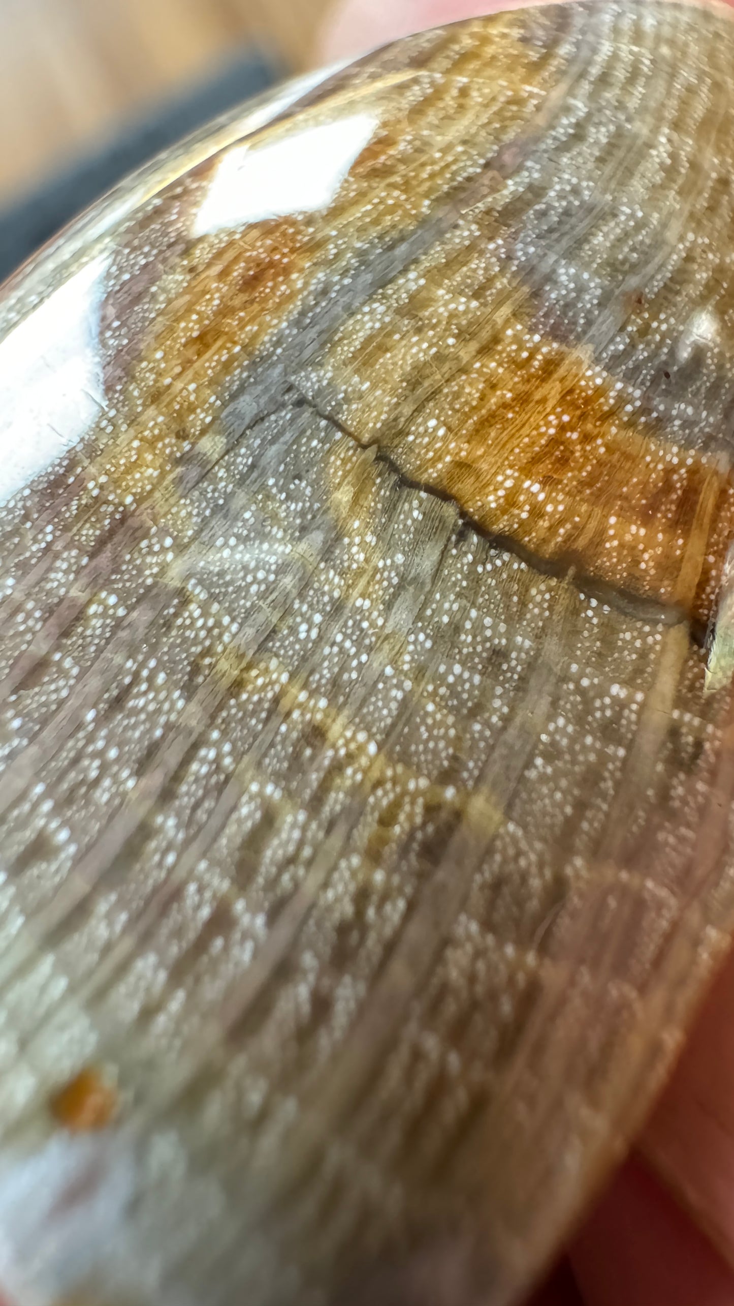 Petrified Wood - Huge and STUNNING - Washington