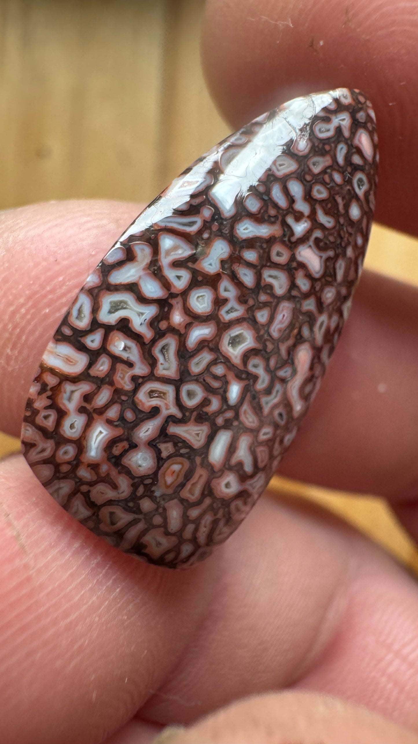 Dino Bone