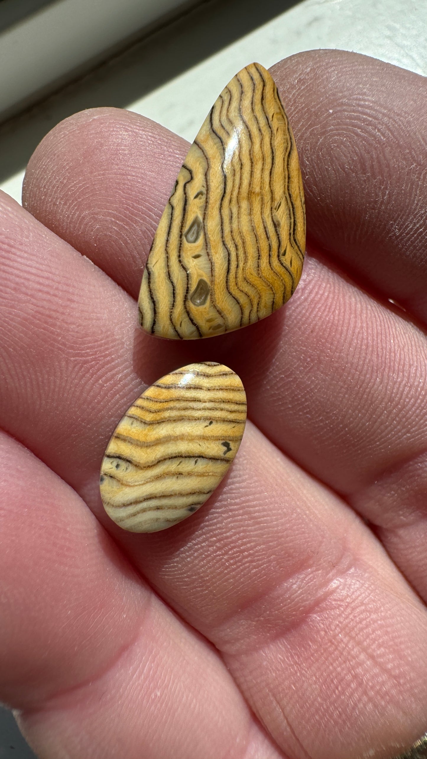 Hells Canyon Petrified Wood Duo- Oregon - Rare
