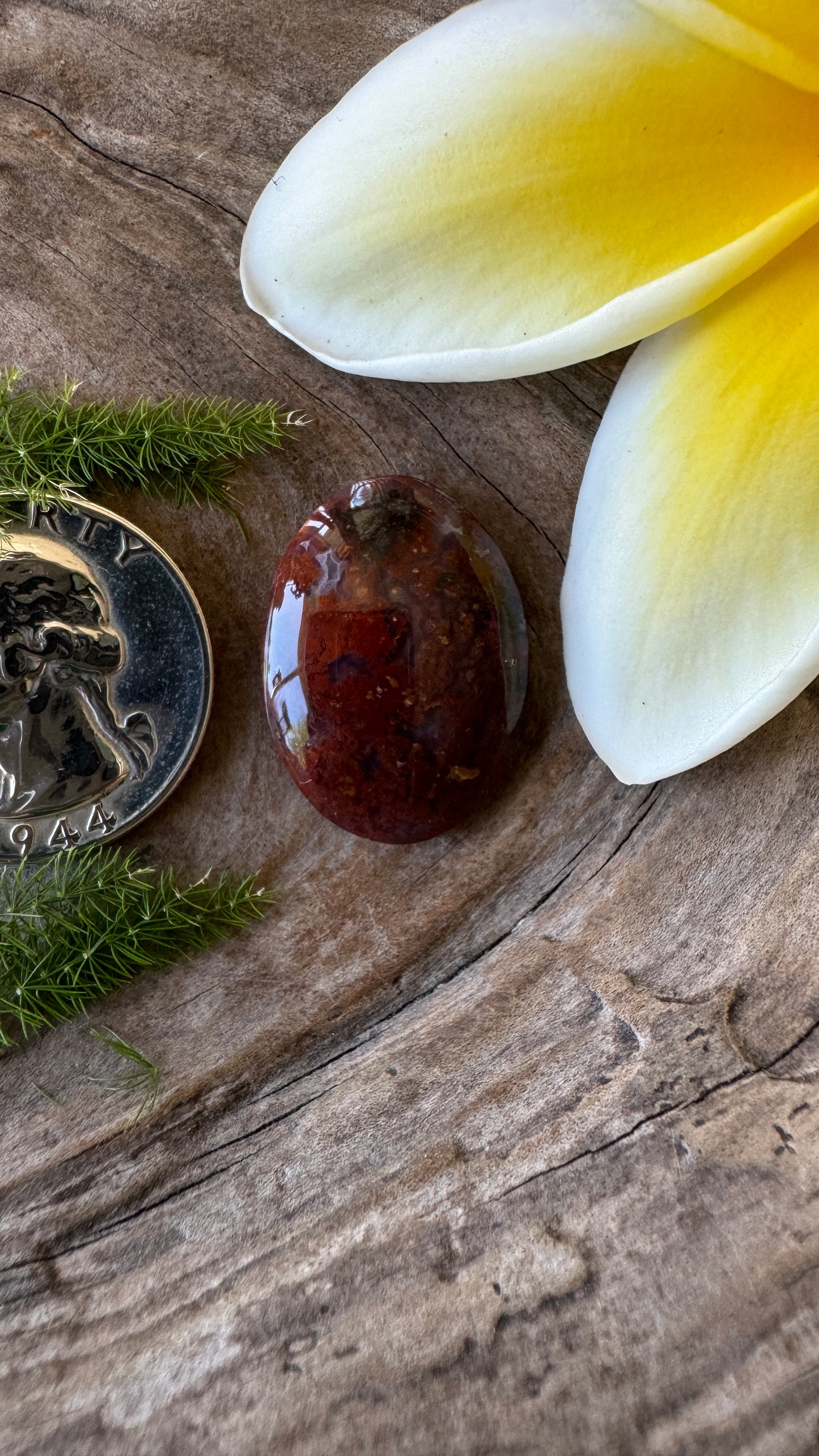 Ocotillo Agate - Josh Brody Discovery- insane detail!!
