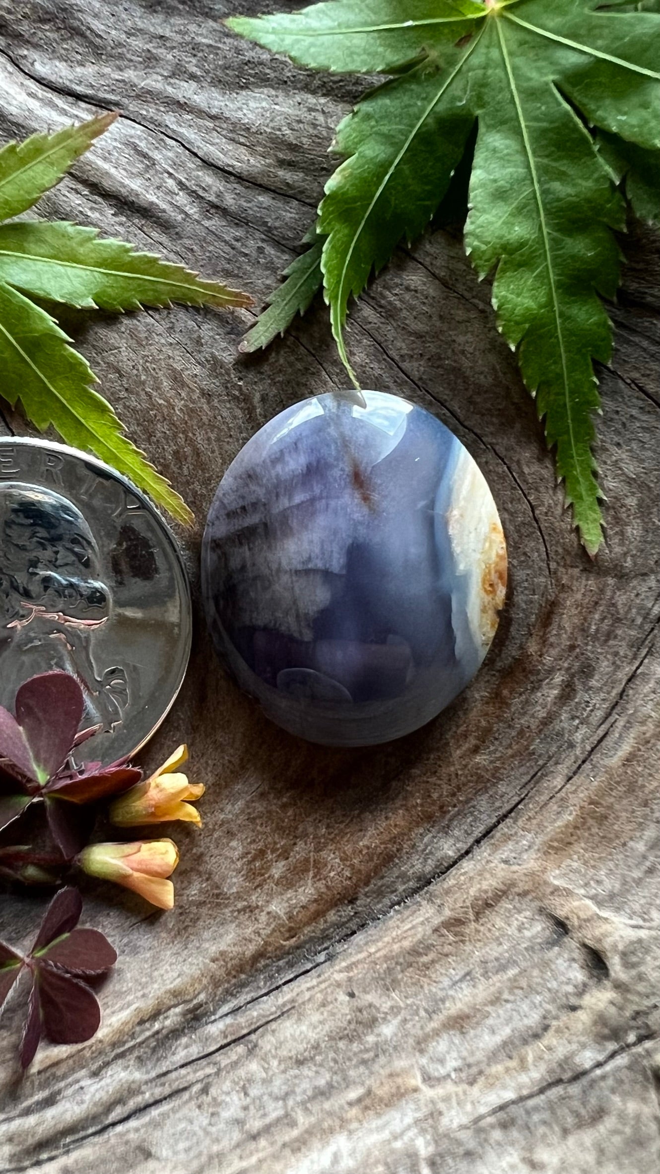 R A R E Grassy Mountain Petrified Wood ~ Oregon