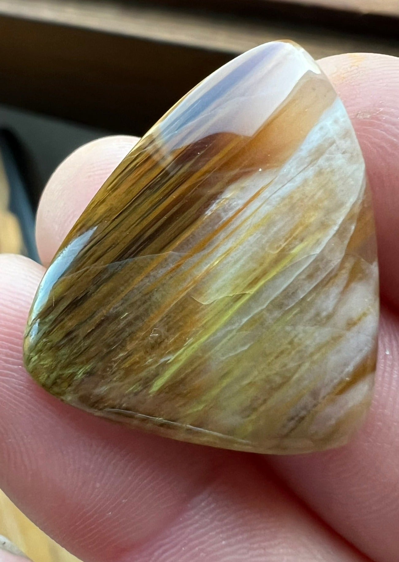 Petrified Wood~ Washington ~ Insane colors