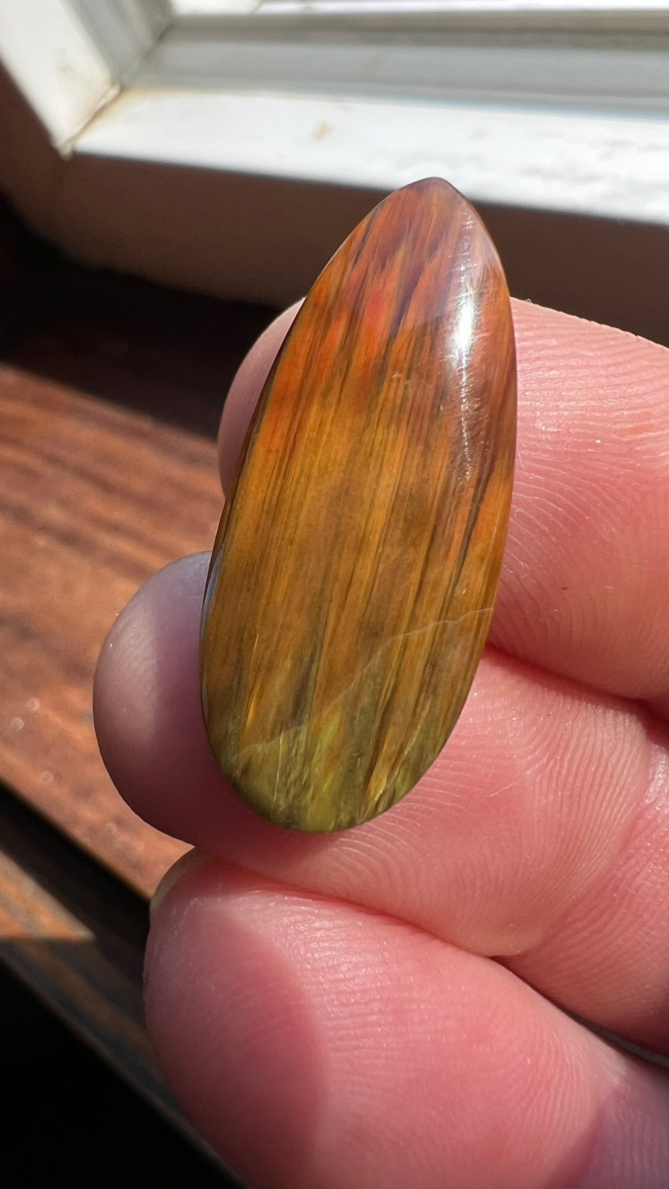 Petrified Wood~ Washington ~ Insane colors