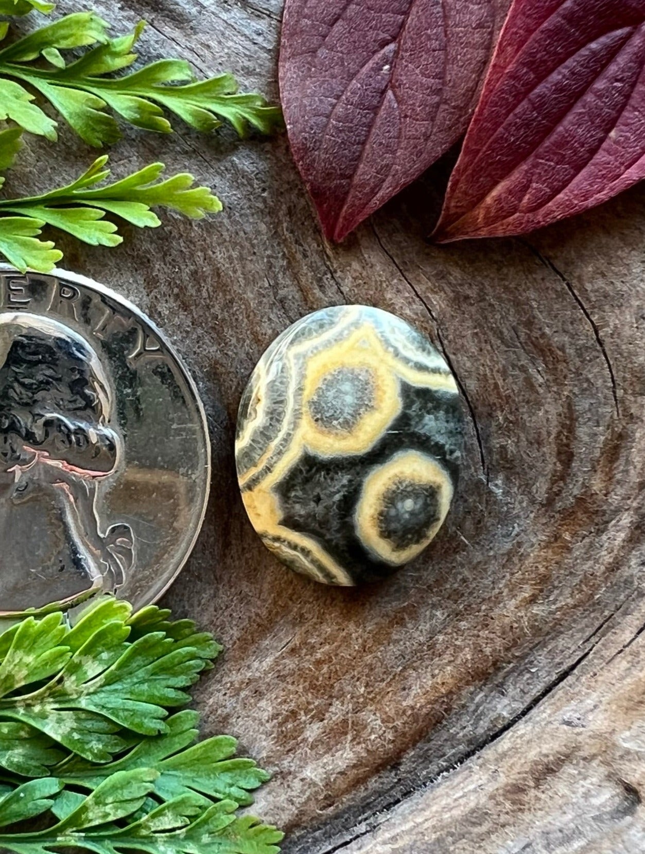 Super Rare Pope Creek Poppy Jasper ~ Calif