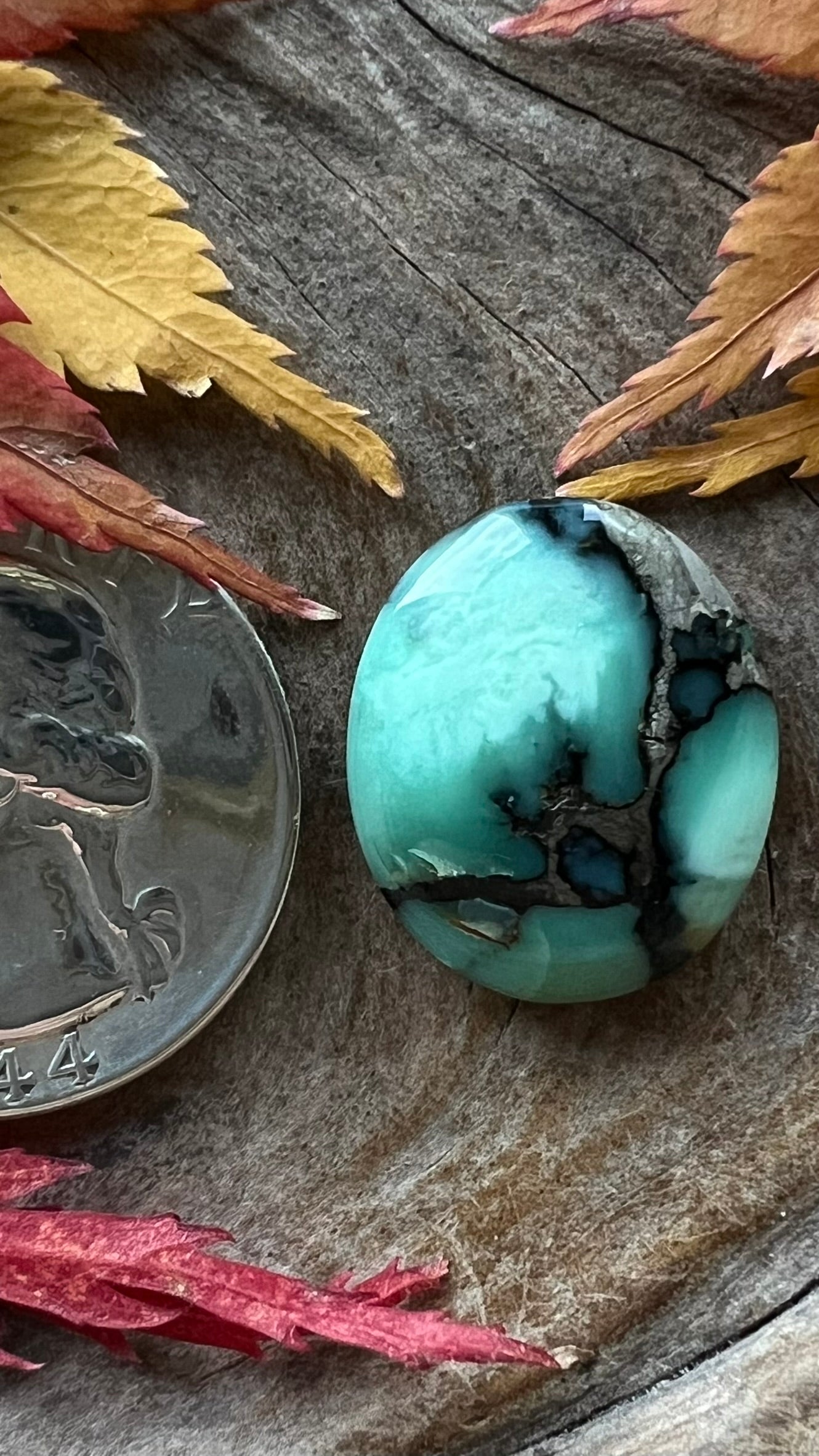 Coveted Calypso Variscite ~ Nevada