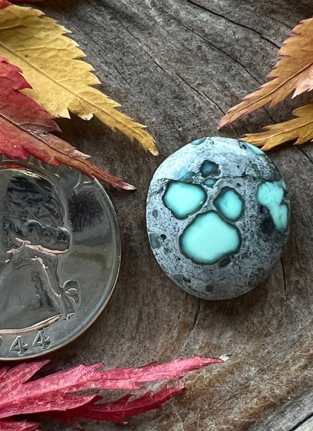 Coveted Calypso Variscite ~ Nevada