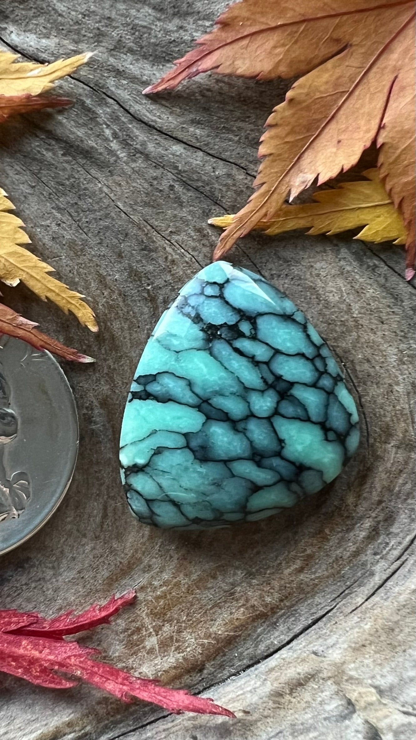Desert Bloom Variscite ~ BIG Beautiful Ombre Tight Web