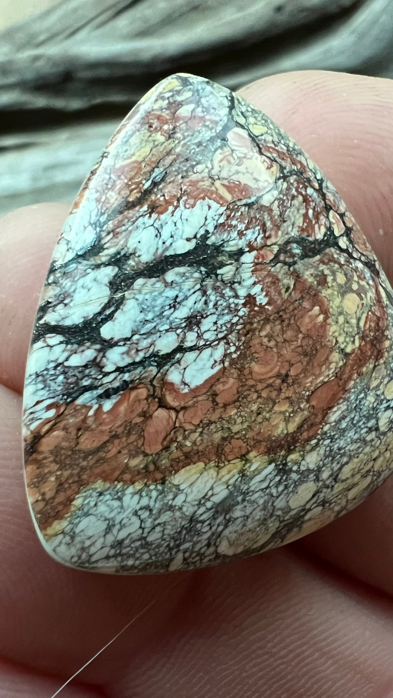 Golden Birch "Turquoise" ~ China ~ BIG & Hard to find