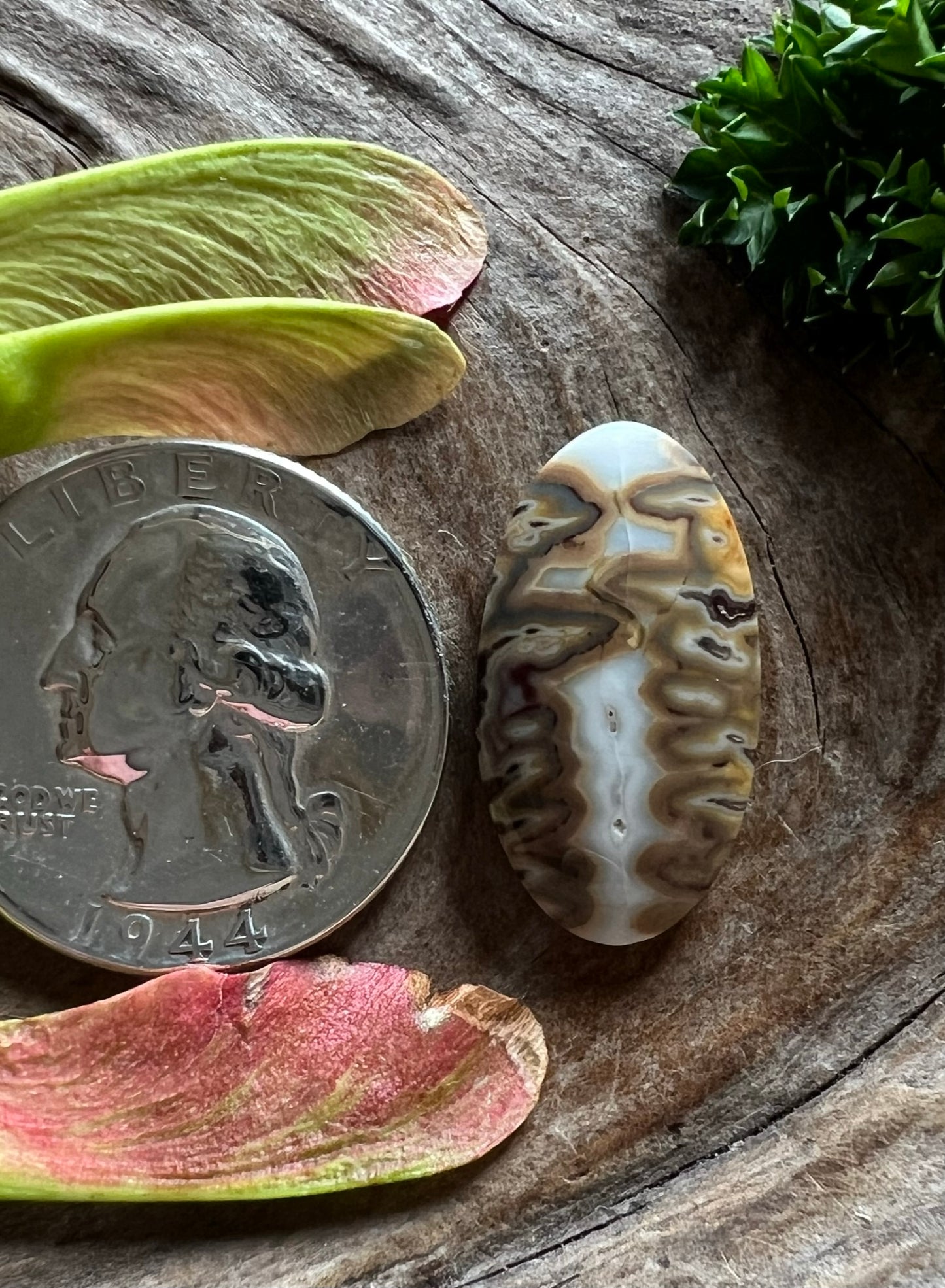 Cheiftain Seam Agate ~ Idaho