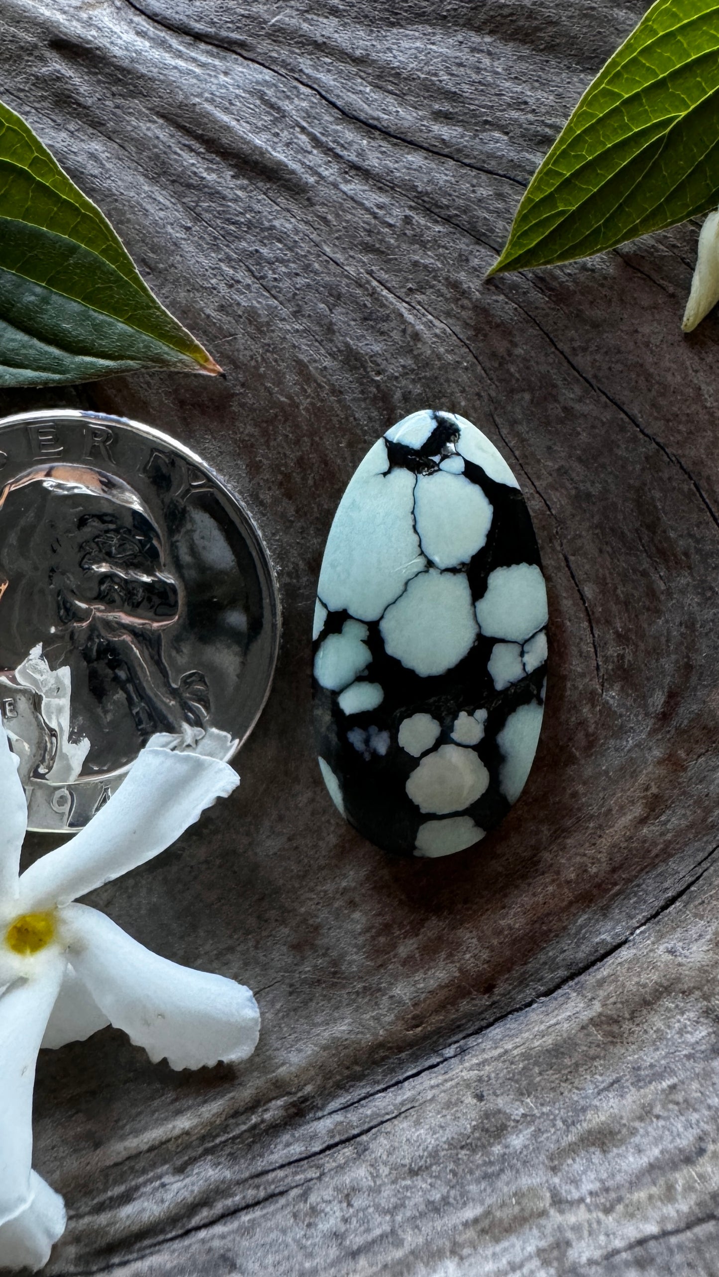 Desert Bloom Variscite - Black Bloom