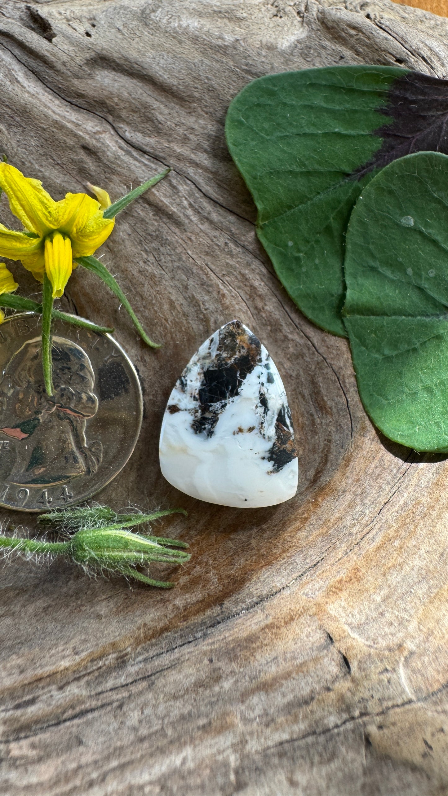 White Buffalo