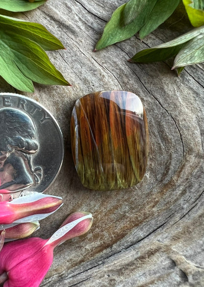 Petrified Wood~ Washington ~ Insane colors