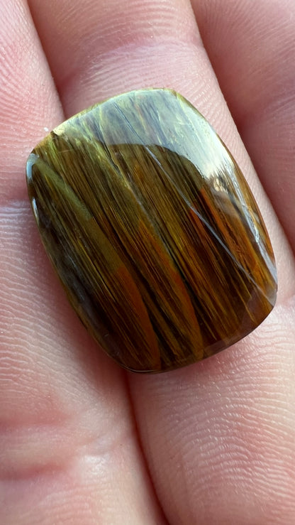 Petrified Wood~ Washington ~ Insane colors